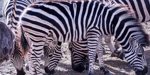 3 Days Tanzania Safari in April to Serengeti Safari