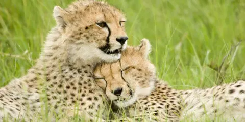 3 Days Tanzania Research Safari to Serengeti Safari