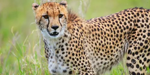 6 Days Tanzania Midrange Muslims Safari