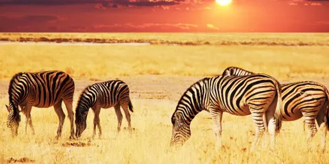 1 Day Tanzania Luxury Family Safari – Ngorongoro Crater