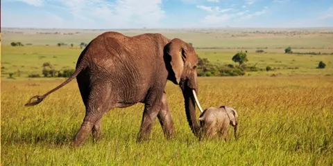 1 Day Tanzania Luxury Offroad Safari – Ngorongoro Crater