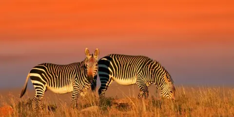 3 Days Tanzania Luxury Safari from Kenya