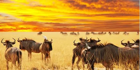 6 Days Midrange Christmas Holiday Safari