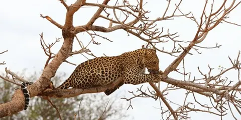 4 Days Private Luxury Tanzania Safari from Mwanza