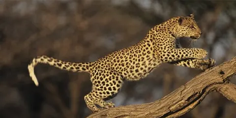 3 Days Tanzania Offroad Safari to Serengeti Safari