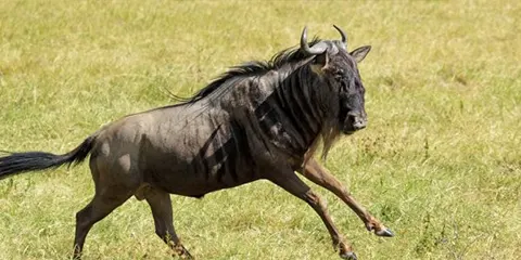 1 Day Tanzania Group Joining Safari to Ngorongoro