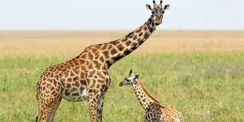 2 Days Tanzania Open-Vehicle Safari Tarangire to Ngorongoro