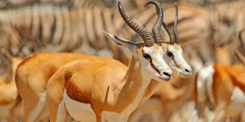 7 Days Tanzania Midrange Safari from Kenya