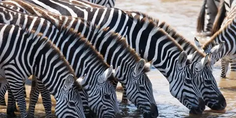 6 Days Serengeti Luxury Migration Drive Fly Safari