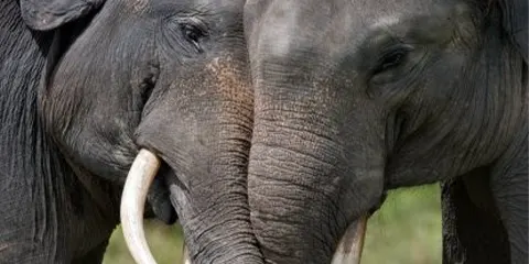 3 Days Tanzania Lodge Safari to Serengeti Safari