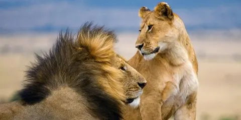 3 Days Tanzania Women-Only Safari to Serengeti Safari