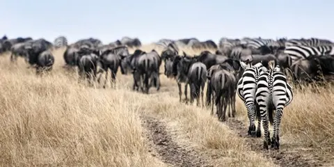 3 Days Tanzania Safari in January to Serengeti Safari