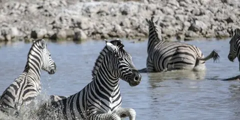 3 Days Tanzania Night Game-Drive Safari to Serengeti Safari