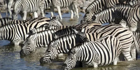 3 Days Tanzania Fly-in Fly-out Safari to Serengeti Safari