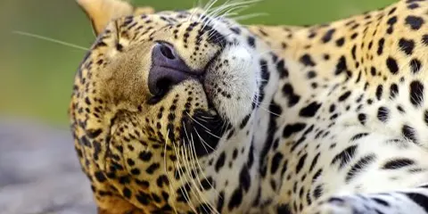 3 Days Tanzania Group Joining Safari to Serengeti Safari