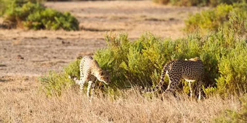 3 Days Tanzania Safari from Zanzibar to Serengeti Safari