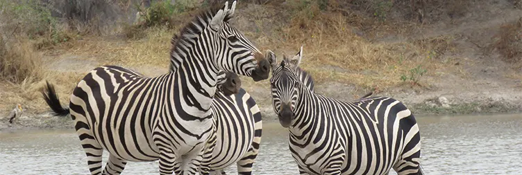 9 Days Serengeti Migration Safari in November
