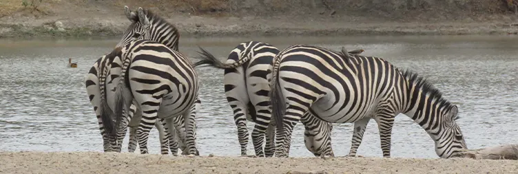 5 Days Serengeti Migration Safari Study Tour