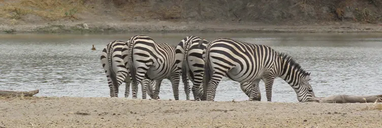 6 Days Private Midrange Tanzania Safari Fly in Drive out Tour