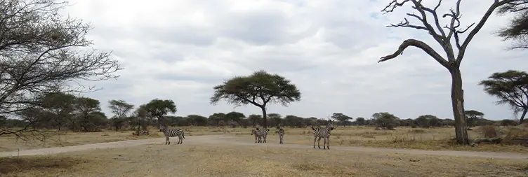 6 Days Serengeti Migration Safari in October