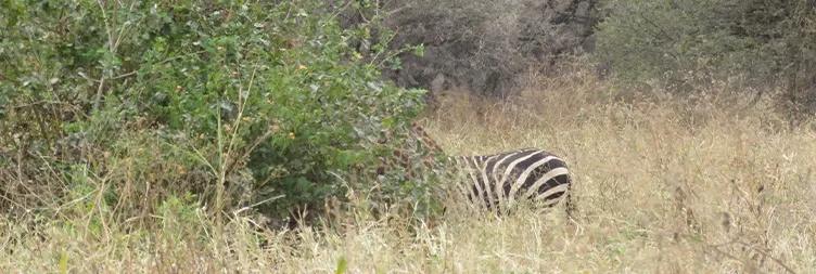 5 Days Serengeti Migration Safari in February