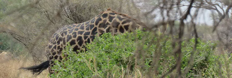 5 Days Serengeti Migration Private Safari