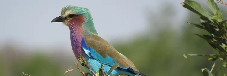 7 Days Serengeti Migration Safari in December