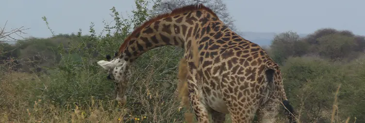 7 Days Serengeti Migration Safari from Mwanza