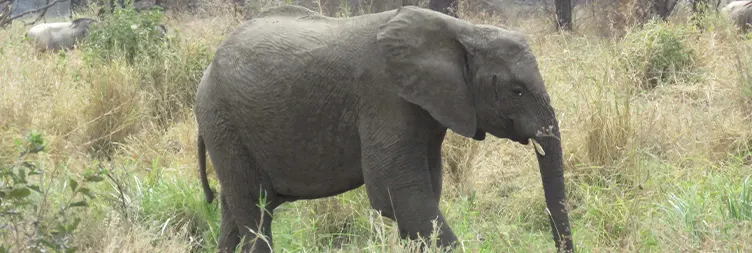 6 Days Private Midrange Tanzania Safari Introduction