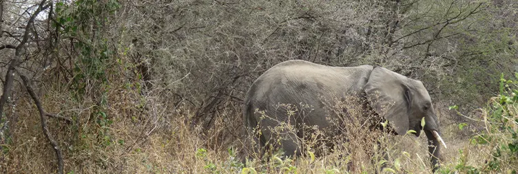 6 Days Private Luxury Tanzania Safari Fly in Drive out with Big Five Watching