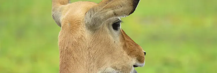 7 Days Luxury Serengeti Migration Safari – Green Season | Burigi Chato Safari
