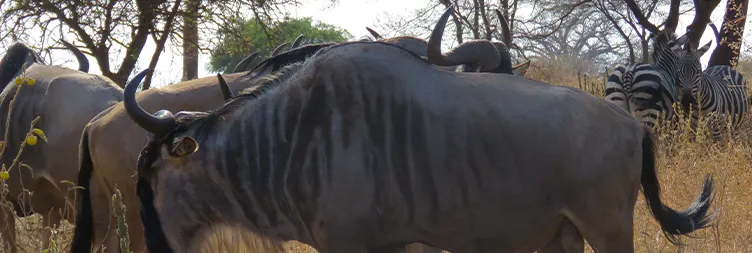 6 Days Serengeti Migration Women-Only Safari