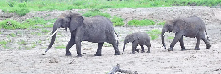 6 Days Luxury Serengeti Fly in Fly out Safari Tour
