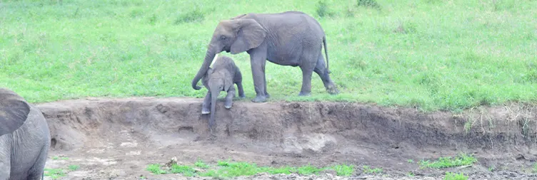 6 Days Private Luxury Tanzania Safari Fly in Drive Out