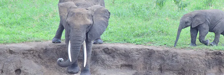6 Days Luxury Private Safari in Serengeti Plains