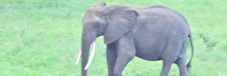 6 Days Private Luxury Tanzania Big Five Safari Tour