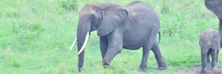 7 Days Luxury Fly in Drive out Tanzania Private Safari Adventure