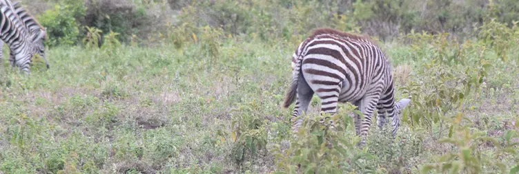 8 Days Serengeti Migration Women-Only Safari