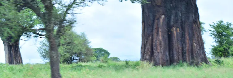 5 Days Serengeti Migration Safari Mara River Crossing