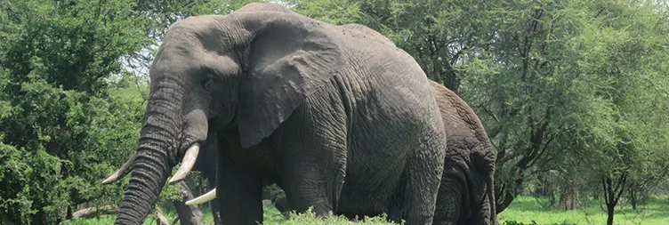 7 Days Serengeti Migration Safari in June