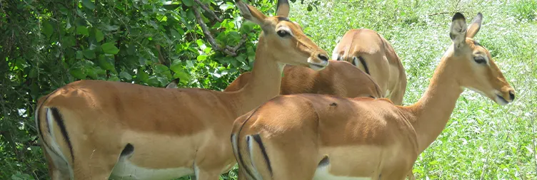 6 Days Tanzania Private Midrange Safari