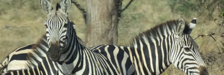 7 Days Serengeti Migration Safari Mara River Crossing