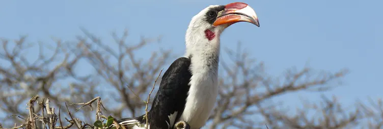 7 Days Serengeti Migration Safari in February