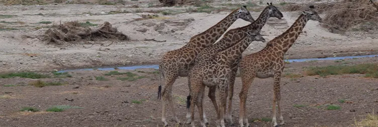 5 Days Tanzania Midrange Private Safari Experience