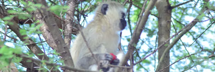 7 Days Luxury Serengeti Migration Open-Vehicle Safari | Burigi Chato Safari