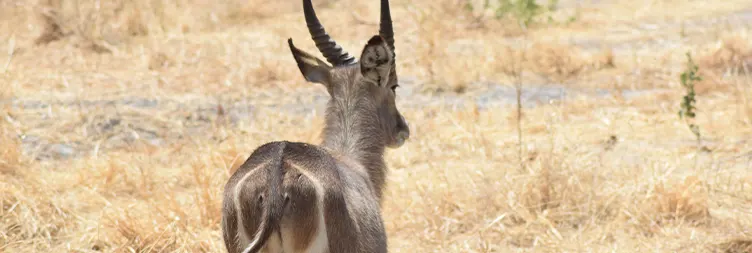 7 Days Luxury Serengeti Migration Photograph Safari | Burigi Chato Safari