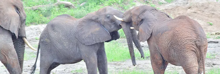 7 Days Luxury Serengeti Migration Cultural Safari | Burigi Chato Safari