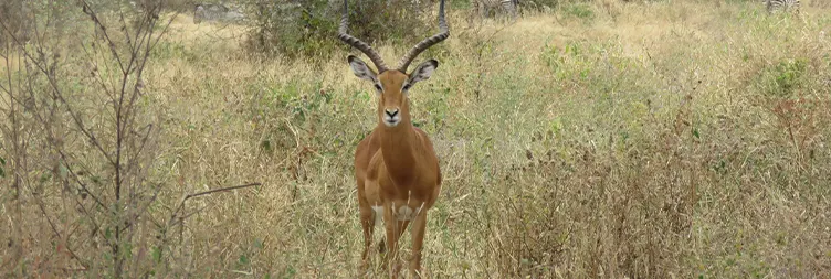 4 Days Luxury Private Safari Adventure