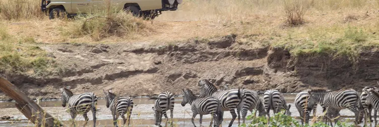 7 Days Private Midrange Tanzania Safari Journey