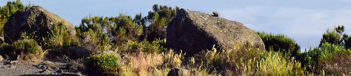 Kilimanjaro Marangu Route 